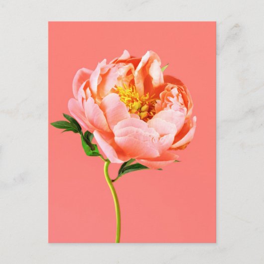 Flowers | Coral Peony Blossom Briefkaart (Voorkant)