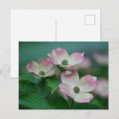 Flowers | Dogwood Blossoms Briefkaart (Voorkant / Achterkant)