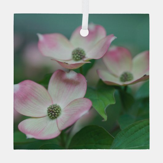 Flowers | Dogwood Blossoms Glas Ornament (Achterkant)
