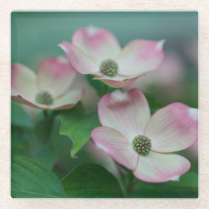 Flowers   Dogwood Blossoms Glazen Onderzetter
