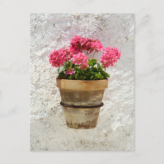 Flowers | Geranium In Flower in Pot Briefkaart (Voorkant)