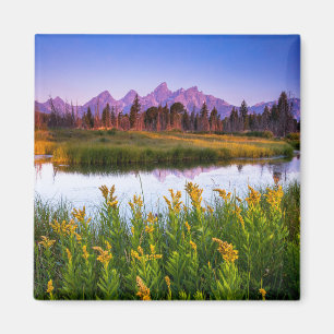 Flowers Grand Teton National Park, Wyoming Magneet