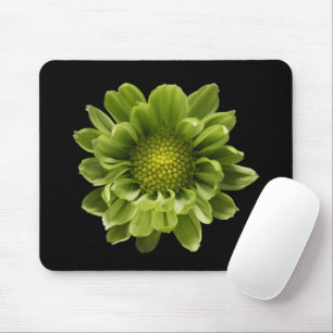 Flowers Green Chrysanthemum Muismat