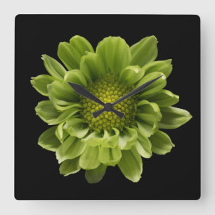 Flowers Green Chrysanthemum Vierkante Klok