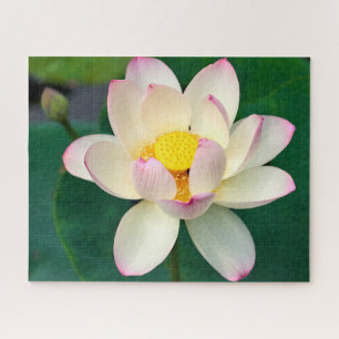 Flowers   Lotus Water Flower Legpuzzel