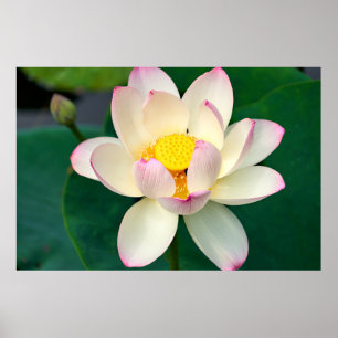 Flowers Lotus Water Flower Poster