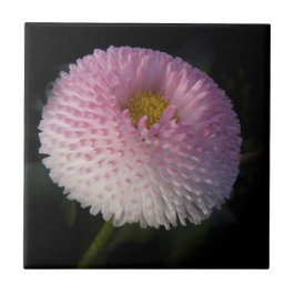 flowers on black - rosa Bellis Tegeltje