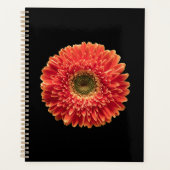 Flowers | Orange Gerbera Daisy (Devant)