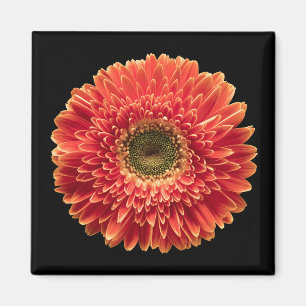 Flowers Orange Gerbera Daisy Magneet