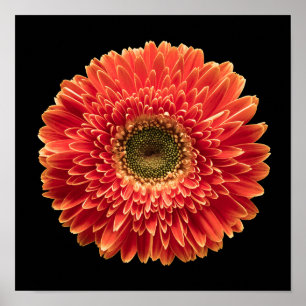 Flowers Orange Gerbera Daisy Poster