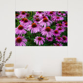 Flowers | Pink Coneflower Garden Poster (Keuken)