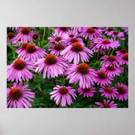 Flowers | Pink Coneflower Garden Poster (Voorkant)