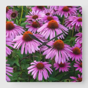 Flowers   Pink Coneflower Garden Vierkante Klok