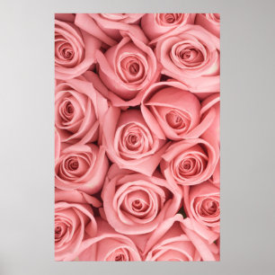 Flowers Pink Roses Poster