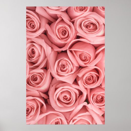 Flowers | Pink Roses Poster (Voorkant)