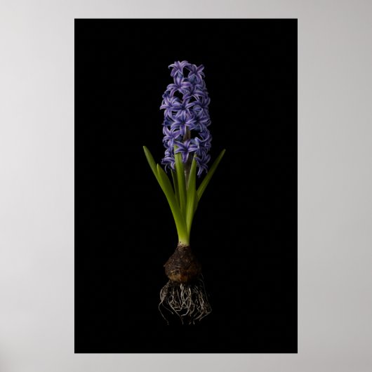 Flowers | Purple Hyacinth Bulb Poster (Voorkant)