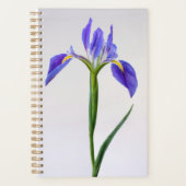 Flowers | Purple Iris Flower (Devant)