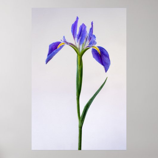 Flowers | Purple Iris Flower Poster (Voorkant)