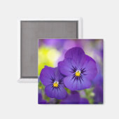 Flowers | Purple Pansie Magneet (Voorkant / Achterkant)