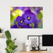Flowers | Purple Pansie Poster (Thuiskantoor)