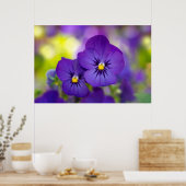 Flowers | Purple Pansie Poster (Keuken)