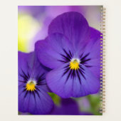 Flowers | Purple Pansies (Dos)