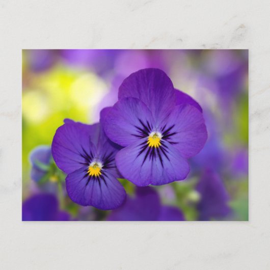 Flowers | Purple Pansies Briefkaart (Voorkant)