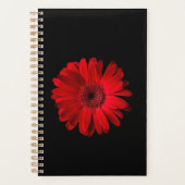 Flowers | Red Gerbera Daisy (Devant)