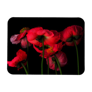 Flowers   Red Poppies Magneet