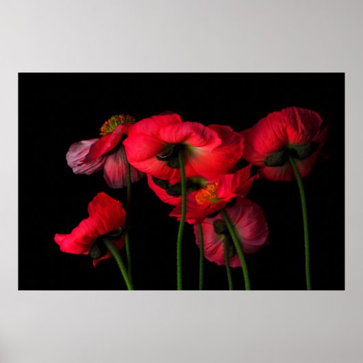 Flowers | Red Poppies Poster (Voorkant)