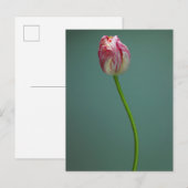 Flowers Single Tulip Flower Briefkaart (Voorkant / Achterkant)