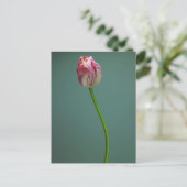 Flowers Single Tulip Flower Briefkaart (Staand voorkant)