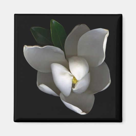 Flowers Single White Magnolia Blossom Magneet (Voorkant)