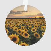 Flowers | Sunflower Field (dos)