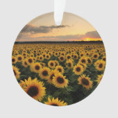 Flowers | Sunflower Field (devant)