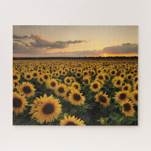 Flowers Sunflower Field Legpuzzel