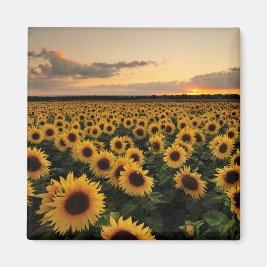 Flowers | Sunflower Field Magneet (Voorkant)