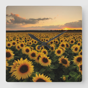 Flowers   Sunflower Field Vierkante Klok