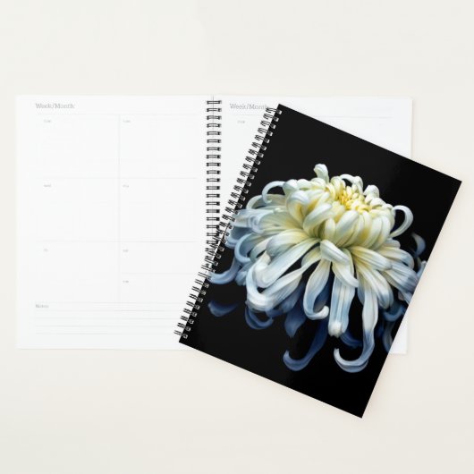 Flowers | White Chrysanthemum (Devant avec enveloppe)