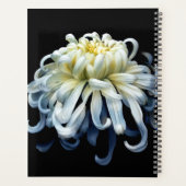 Flowers | White Chrysanthemum (Dos)