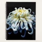 Flowers | White Chrysanthemum (Devant)