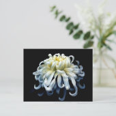 Flowers White Chrysanthemum Briefkaart (Staand voorkant)