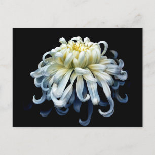 Flowers White Chrysanthemum Briefkaart