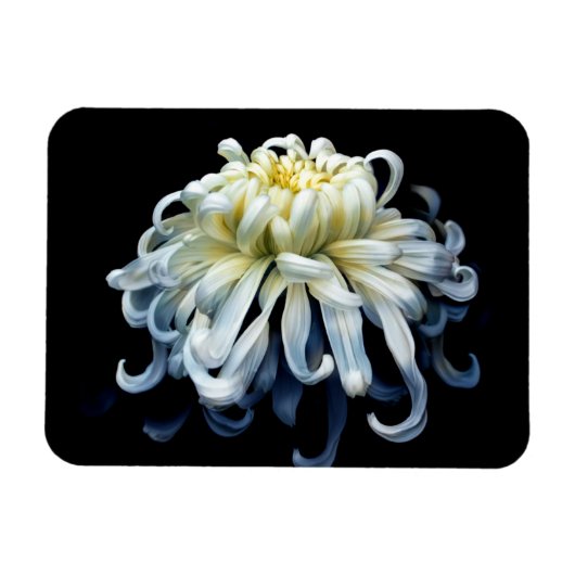 Flowers White Chrysanthemum Magneet (Horizontaal)