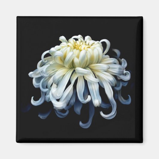Flowers White Chrysanthemum Magneet (Voorkant)