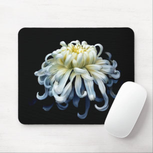Flowers White Chrysanthemum Muismat
