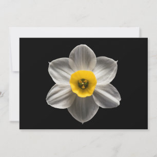 Flowers White Daffodil Flower Bedankkaart