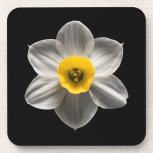 Flowers White Daffodil Flower Bier Onderzetter