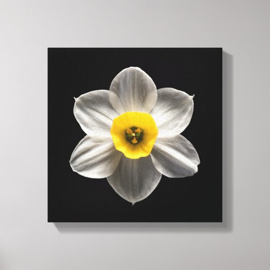 Flowers | White Daffodil Flower Canvas Afdruk (Voorkant)