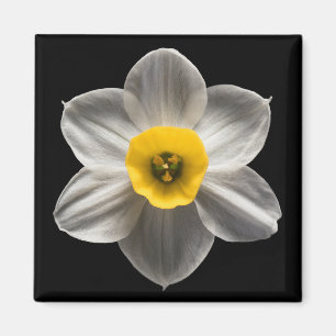 Flowers White Daffodil Flower Magneet